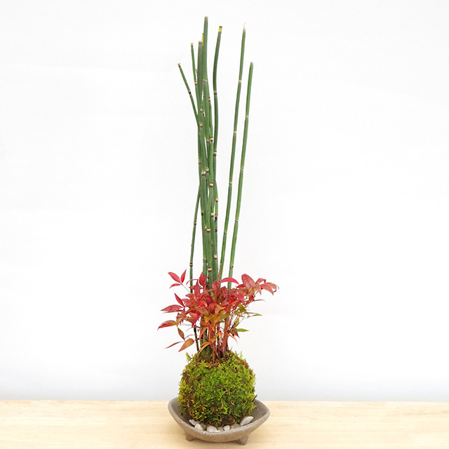 トクサ南天苔玉