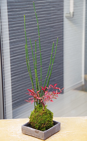 トクサ南天苔玉焼締角器2015c