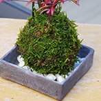 トクサ南天苔玉焼締角器2015d