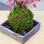 トクサ南天苔玉焼締角器2015e