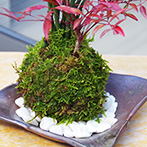 トクサ南天苔玉焼締茶器2015d