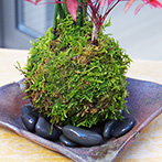 トクサ南天苔玉焼締茶器2015e