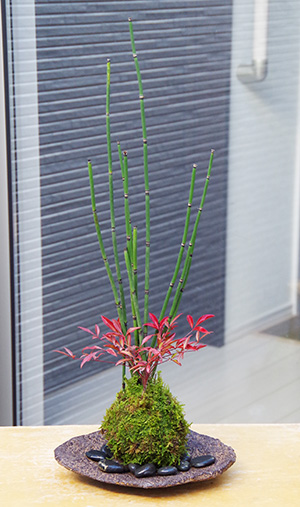 トクサ南天苔玉くらま岩器2015c