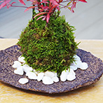 トクサ南天苔玉くらま岩器2015d