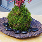 トクサ南天苔玉くらま岩器2015e