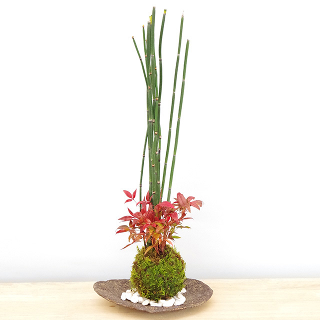 トクサ南天苔玉