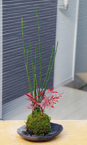 トクサ南天苔玉炭化焼締鉢2015c