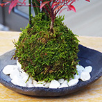 トクサ南天苔玉炭化焼締鉢2015d
