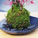 トクサ南天苔玉炭化焼締鉢2015e