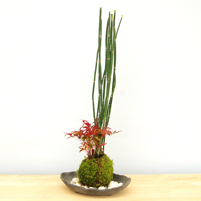 トクサ南天苔玉