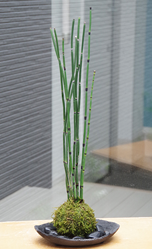 トクサ苔玉炭化焼締鉢2014c