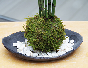 トクサ苔玉炭化焼締鉢2014h