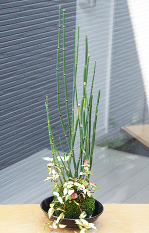 トクサテイカカズラ苔玉201408c