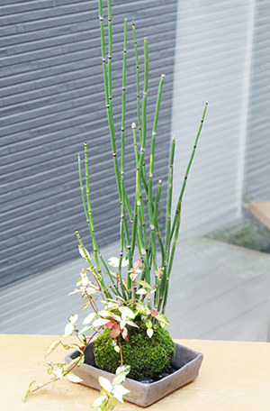 トクサテイカカズラ苔玉焼締角器c
