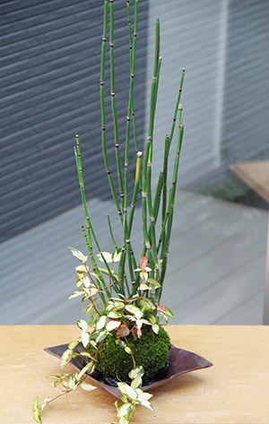 トクサテイカカズラ苔玉金山焼c
