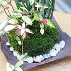 トクサテイカカズラ苔玉金山焼d