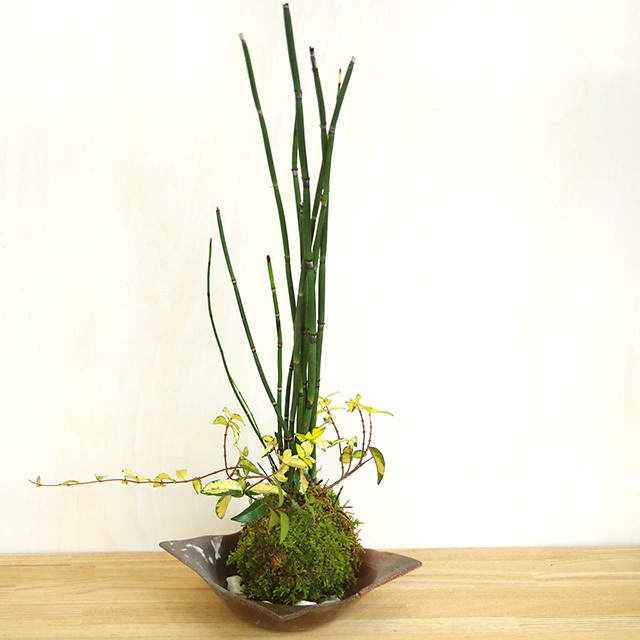 トクサテイカカズラ苔玉201610焼締茶器