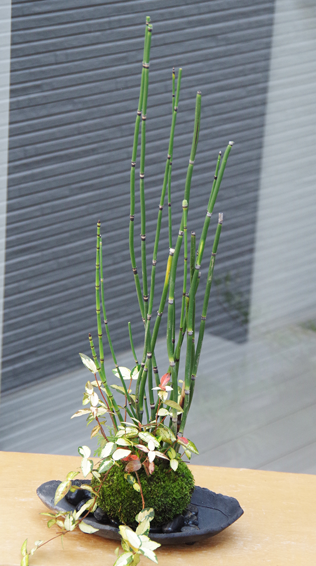 トクサテイカカズラ苔玉炭化焼締鉢c