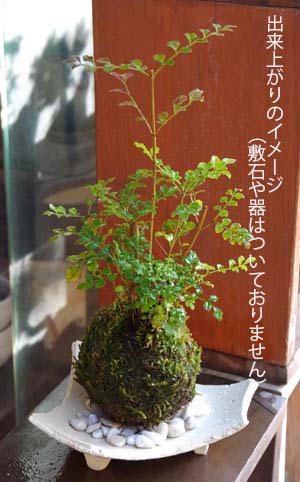 シマトネリコ苔玉キットｃ