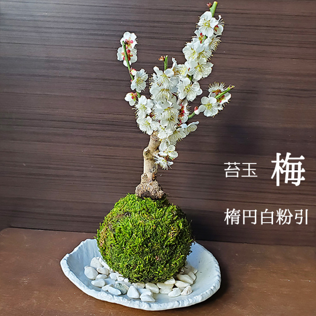 白梅　苔玉