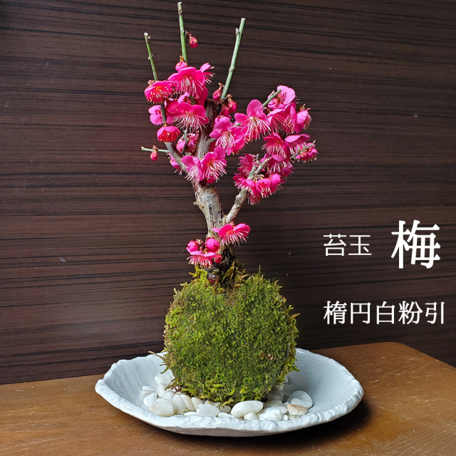 紅梅　苔玉