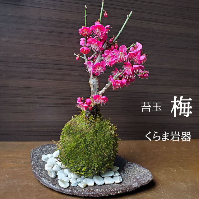 紅梅　苔玉