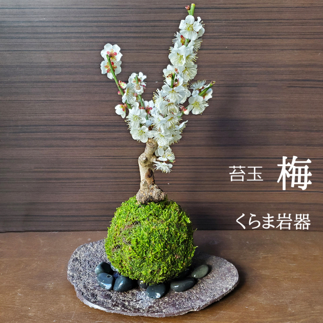 白梅　苔玉