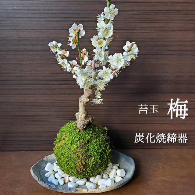 白梅　苔玉