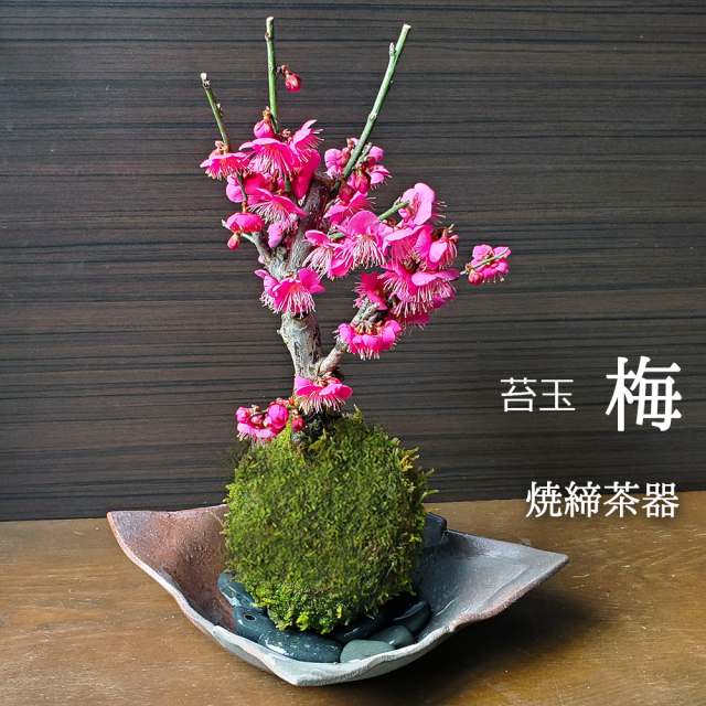 2026年開花終了】端正で香りよい花が人気の梅【紅梅（こうばい）の苔玉