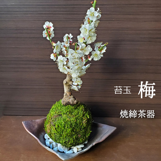 白梅　苔玉