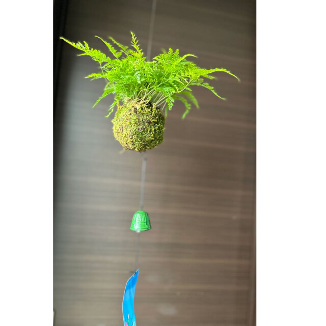 観葉植物　釣り忍　☆☆☆☆☆☆☆ 涼しげな葉を茂らせ、夏の風情を楽しませてくれます【つりしのぶ