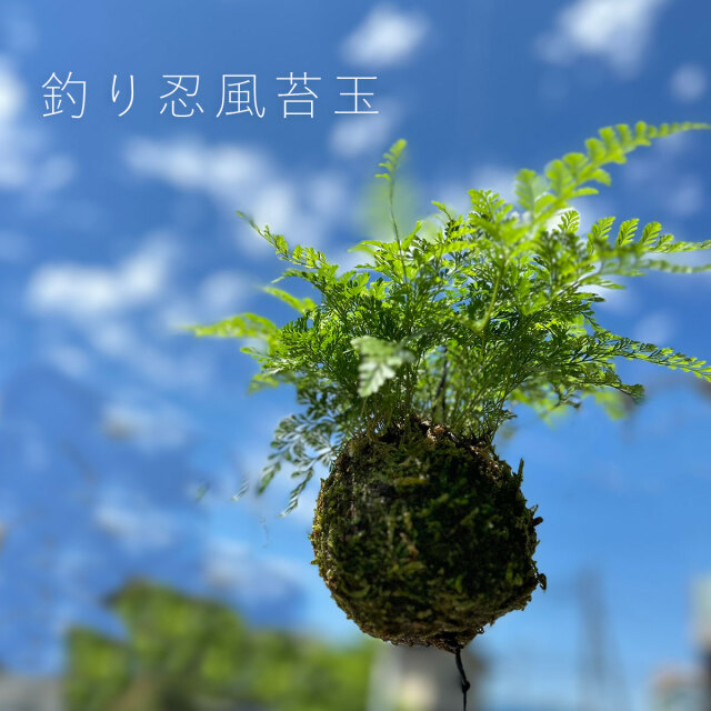 涼しげな葉を茂らせ、夏の風情を楽しませてくれます【つりしのぶ