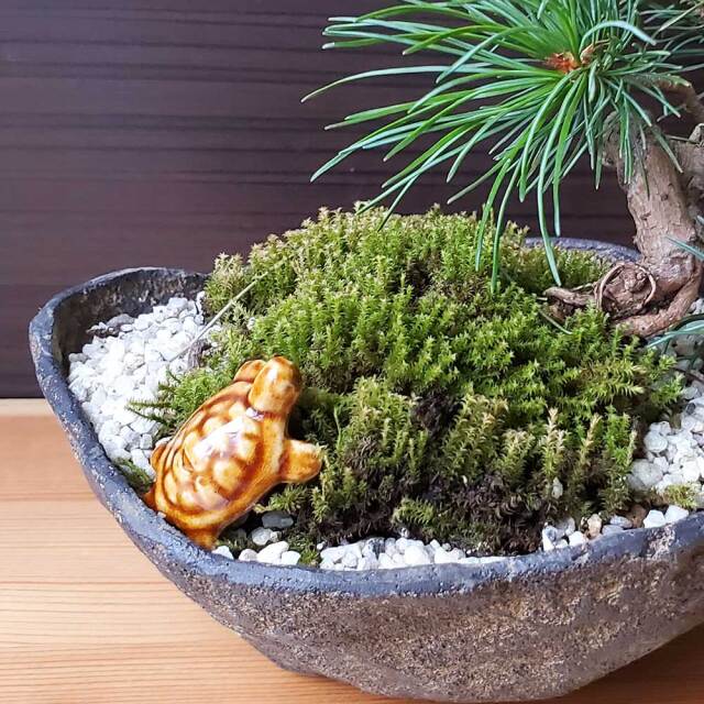 【カメ】 添配や盆景に【ミニチュア 茶亀（ちゃがめ） 幅3．5cm】かめ カメ