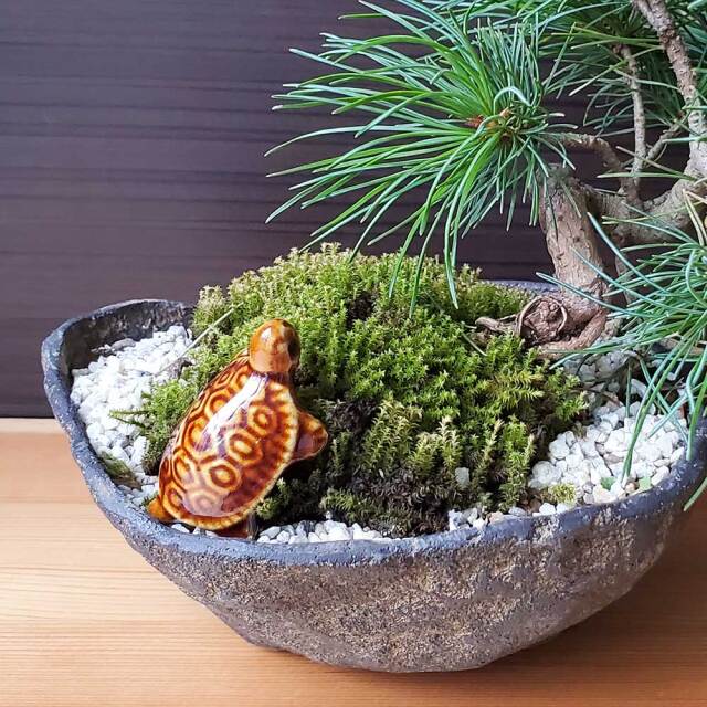茶亀