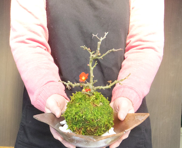 紅長寿梅苔玉焼締茶器