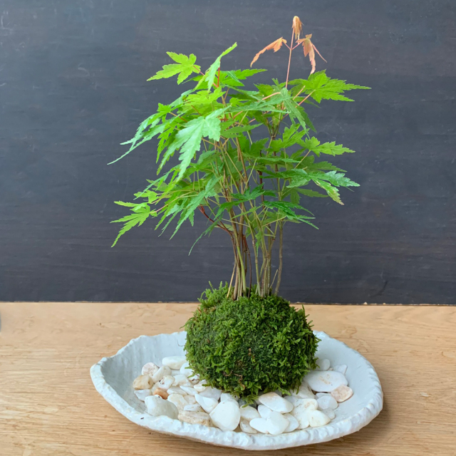 山モミジ苔玉