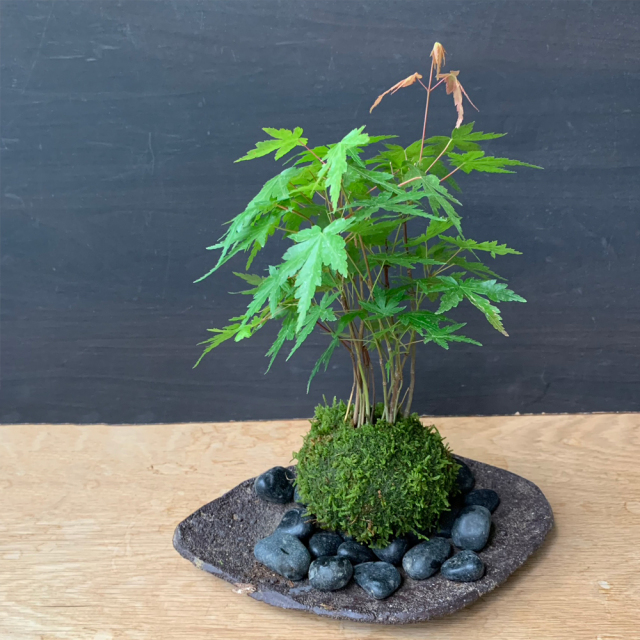 山モミジ苔玉