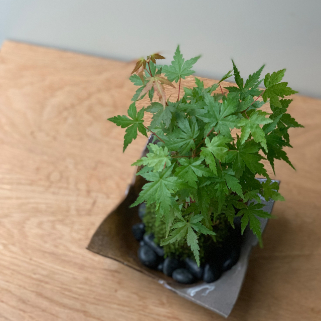 春に新芽・秋に紅葉が楽しめる【山紅葉（ヤマモミジ）の苔玉・焼締茶器