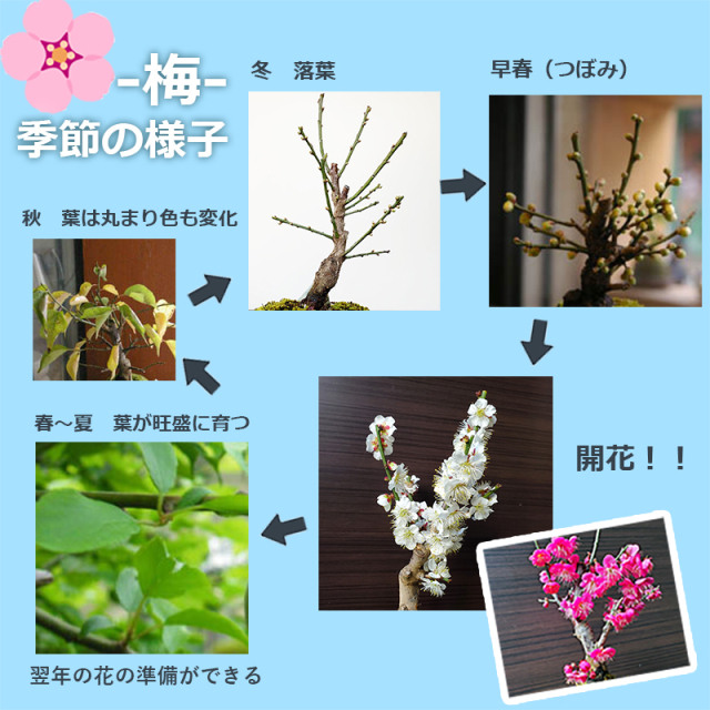 白梅　苔玉