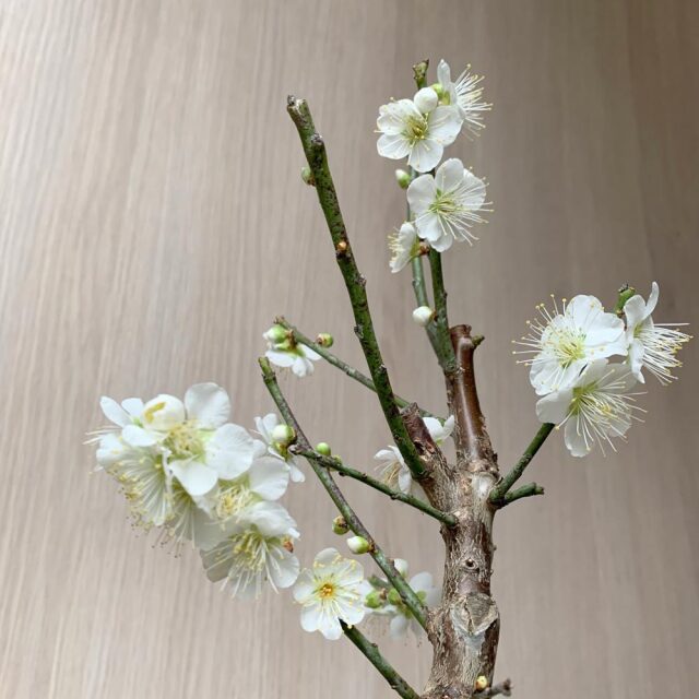 梅　万古白深鉢