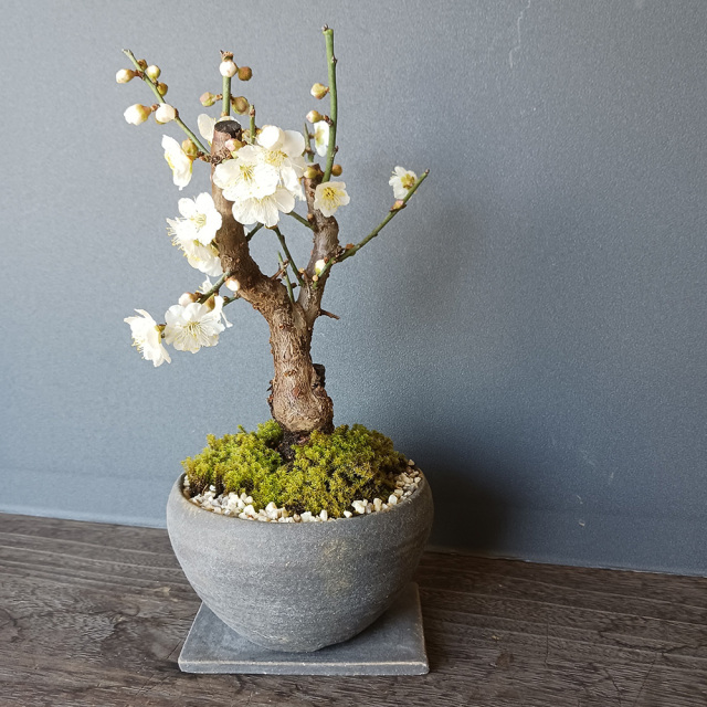 2026年開花終了】端正で香りよい花が人気の梅【白梅（はくばい）の盆栽