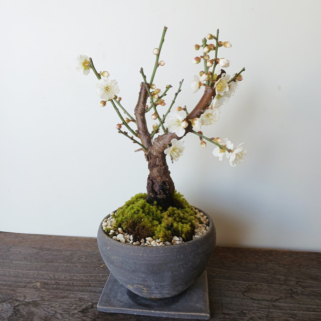 2026年開花終了】端正で香りよい花が人気の梅【白梅（はくばい）の盆栽
