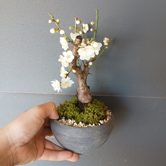 2026年開花終了】端正で香りよい花が人気の梅【白梅（はくばい）の盆栽