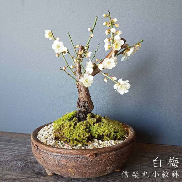 白梅 ( はくばい ) 盆栽 信楽焼茶鉢 ミニ盆栽 BONSAI ボンサイ