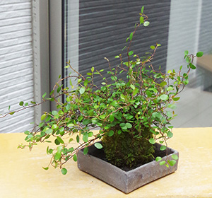ワイアープランツ苔玉焼締角器2016c