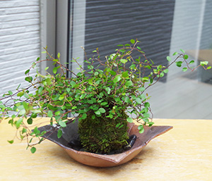 ワイアープランツ苔玉焼締茶器2016c