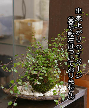 ワイアープランツ苔玉キット2015c