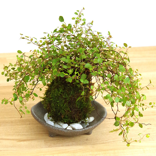 ワイアープランツ苔玉2016三つ足灰器