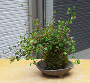 ワイアープランツ苔玉三つ足灰器2016c