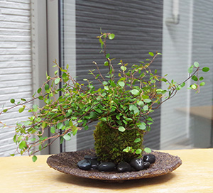 ワイアープランツ苔玉くらま岩器2016c